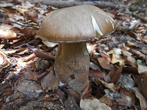 hríb dubový Boletus reticulatus Schaeff.