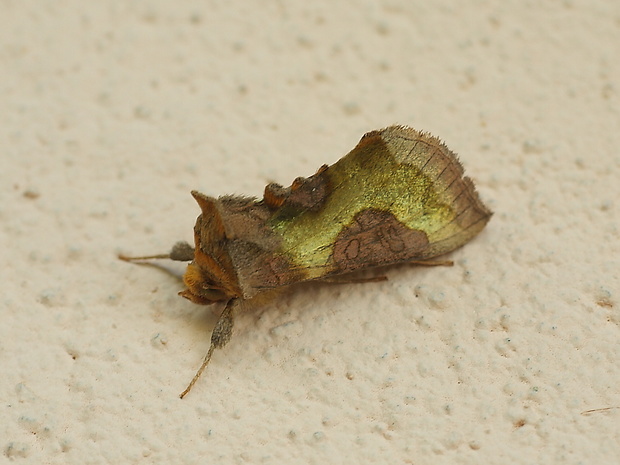 mora Tuttova Diachrysia stenochrysis