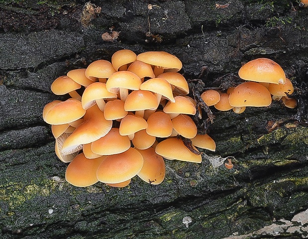 plamienka Flammulina sp.