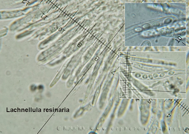 vlnuška živicová Lachnellula resinaria (Cooke & W. Phillips) Rehm