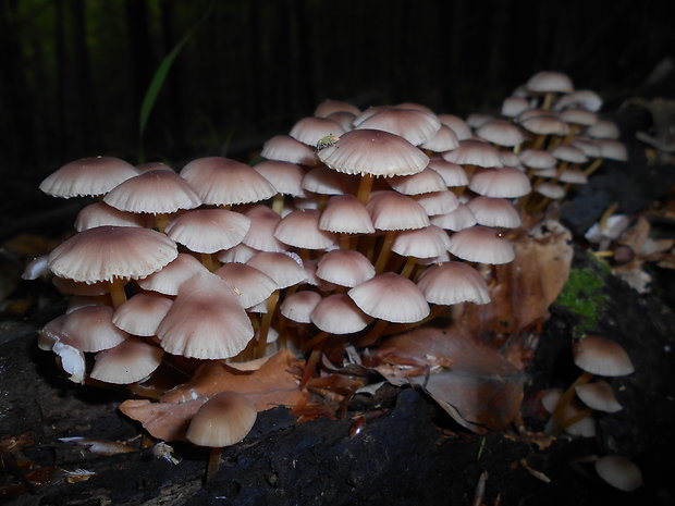 prilbička žltohlúbiková Mycena renati Quél.