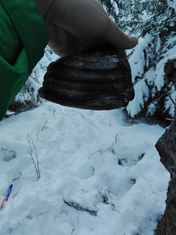 ohňovec obyčajný Phellinus igniarius (L.) Quél.