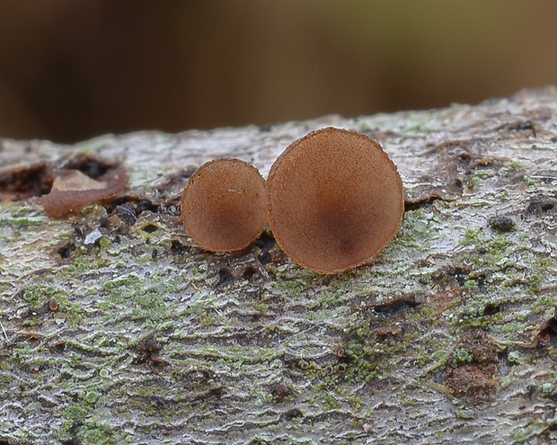 terčovka Rutstroemia tiliacea (Fr.) K. Holm & L. Holm