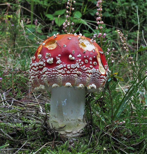 muchotrávka červená Amanita muscaria (L.) Lam.