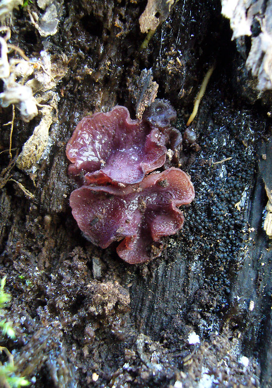 vrtidlovka Ascocoryne sp.