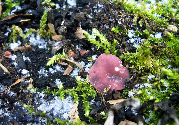 vrtidlovka Ascocoryne sp.