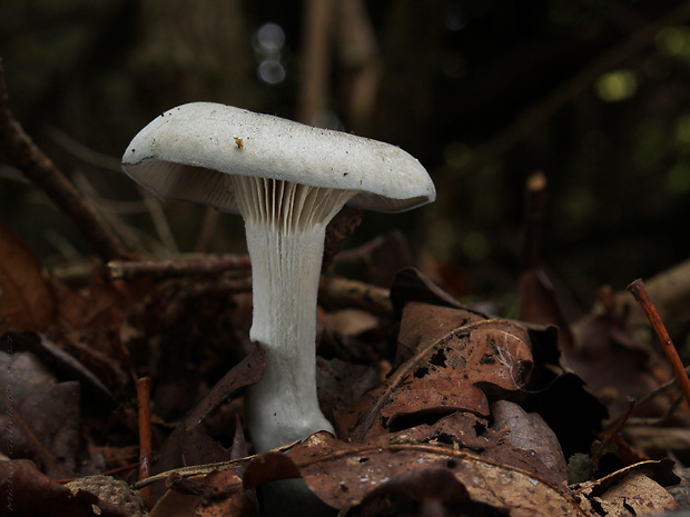 strmuľka anízová Clitocybe odora (Bull.) P. Kumm.