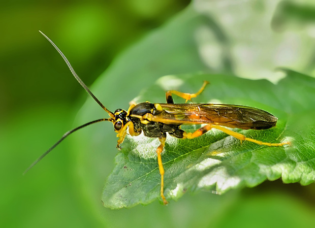 lumok Ichneumonidae sp.