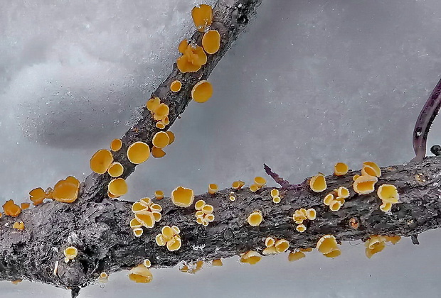 vlnuška Lachnellula sp.