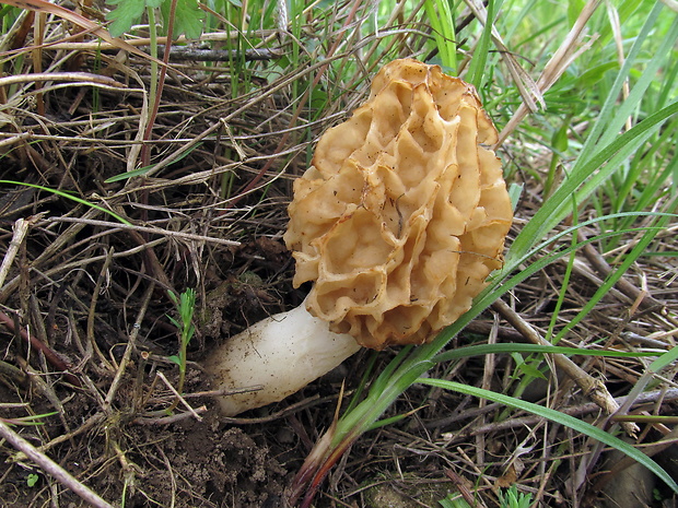 smrčok jedlý Morchella esculenta (L.) Pers.