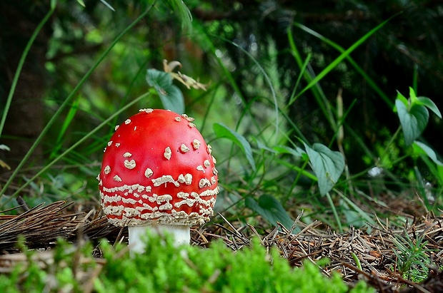 muchotrávka červená Amanita muscaria (L.) Lam.