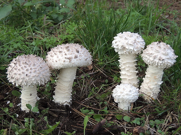 muchotrávka Vittadiniho Amanita vittadinii (Moretti) Vittad.