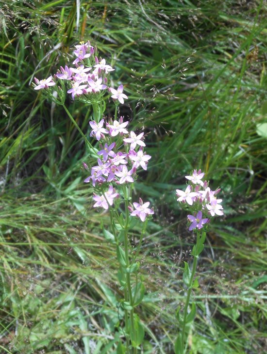 zemežlč Centaurium