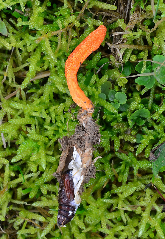 žezlovka hmyzová Cordyceps militaris (Fr.) Link