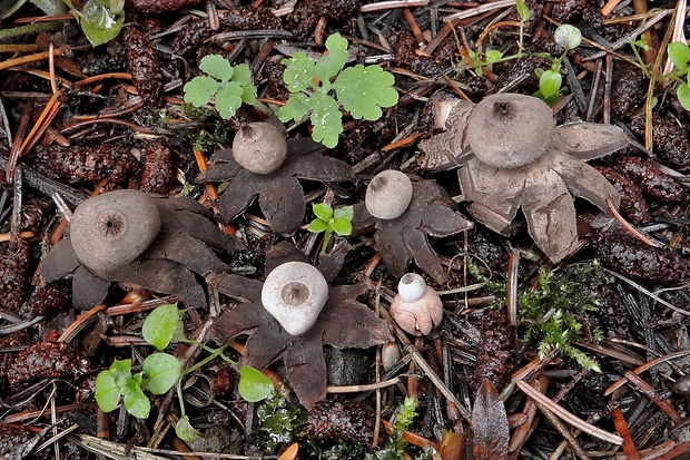 hviezdovka drsná Geastrum campestre Morgan