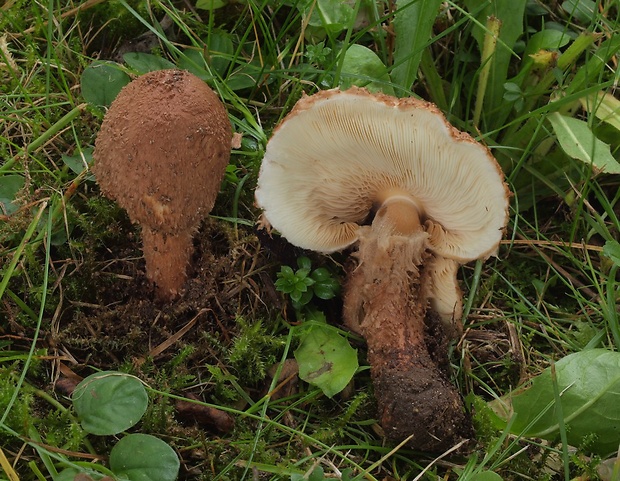 bedlička vápnomilná Lepiota cf. calcicola Knudsen