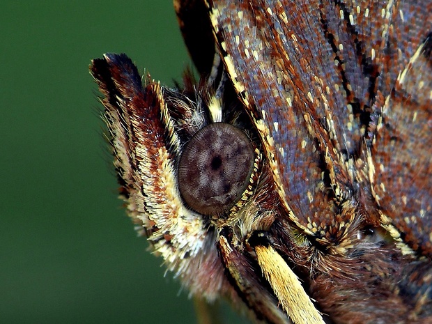 babôčka zubatokrídla (sk) / babočka bílé C (cz) Polygonia c-album Linnaeus, 1758