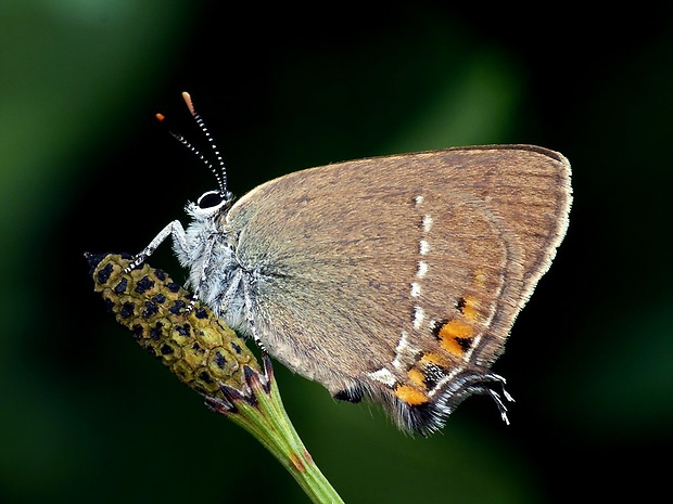 ostrôžkár malý (sk) / ostruháček kapinicový (cz) Satyrium acaciae Fabricius, 1787