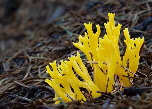 parôžkovec lepkavý Calocera viscosa (Pers.) Fr.