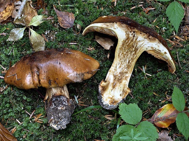 pavučinovec olivovohrdzavý Cortinarius olivascentium Rob. Henry