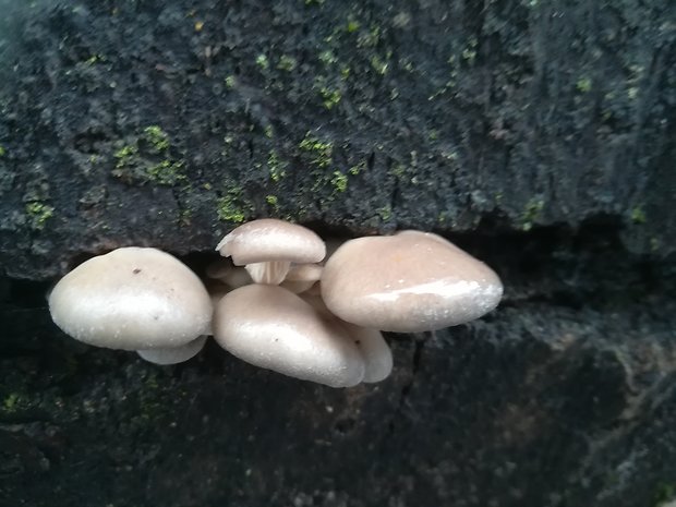 hliva ustricovitá Pleurotus ostreatus (Jacq.) P. Kumm.