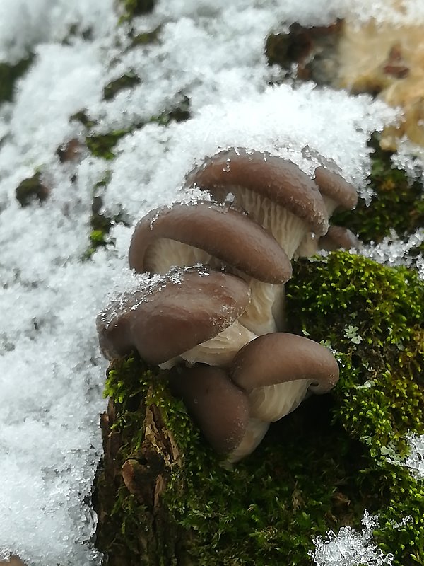 hliva ustricovitá Pleurotus ostreatus (Jacq.) P. Kumm.