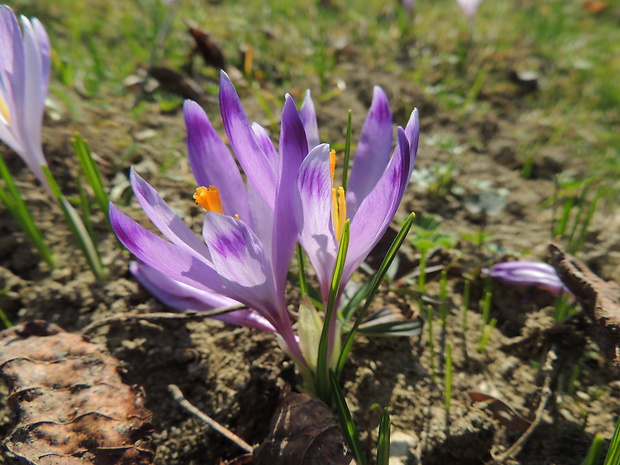 šafran Crocus sp.