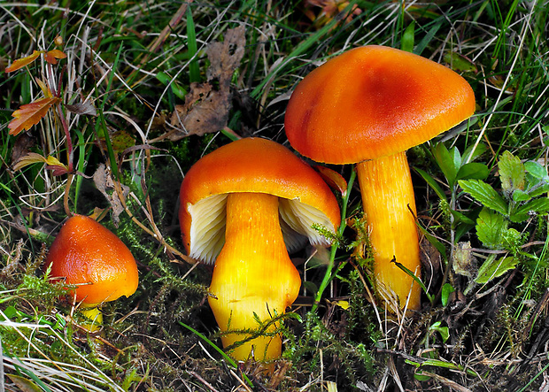 lúčnica oranžová Hygrocybe aurantiosplendens R. Haller Aar.