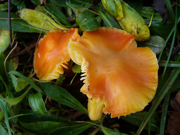 lúčnica oranžová Hygrocybe aurantiosplendens R. Haller Aar.