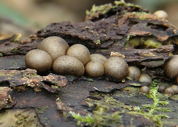 vlčinka Lycogala sp.