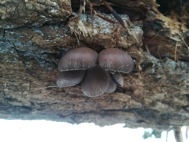 hliva ustricovitá Pleurotus ostreatus (Jacq.) P. Kumm.