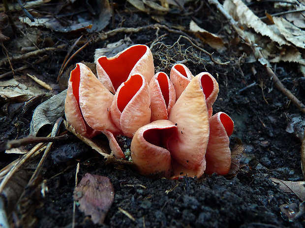 ohnivec jurský Sarcoscypha jurana (Boud.) Baral