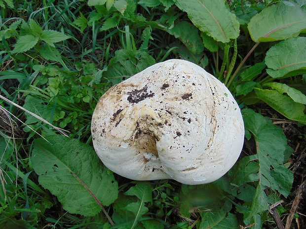 vatovec obrovský Calvatia gigantea (Batsch) Lloyd