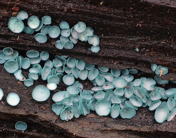 zelenica Chlorociboria sp.