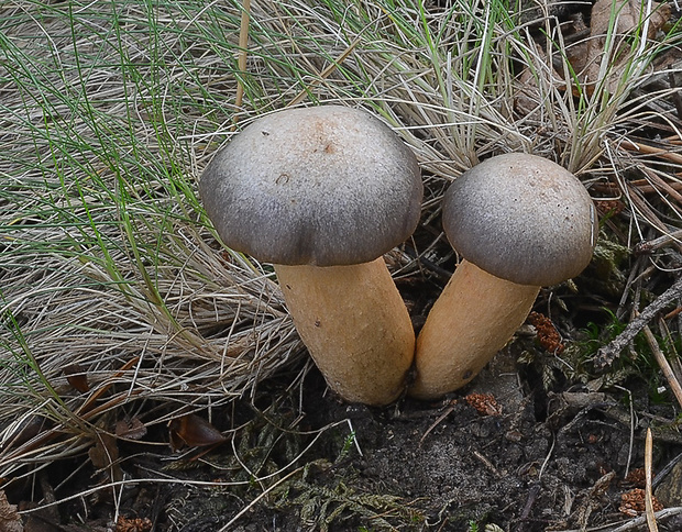 sliziak lepkavý Chroogomphus rutilus (Schaeff.) O.K. Mill.