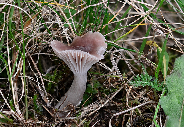 lúčnica žltkastohlúbiková Cuphophyllus flavipes  (Britzelm.) Bon