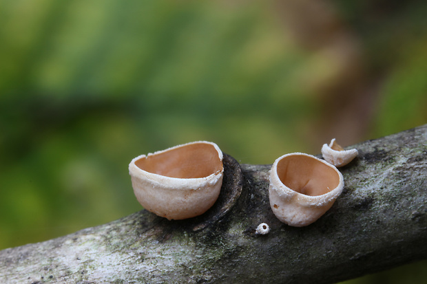 škľabka plstnatá Schizophyllum amplum (Lév.) Nakasone