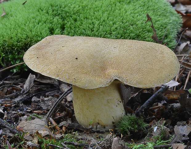 masliak strakatý Suillus variegatus (Sw.) Kuntze