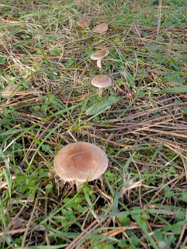 neidentifikovaná huba neidentifikovaná drobná huba