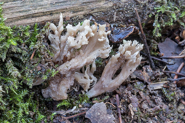 konárovka popolavá Clavulina cf. cinerea (Bull.) J. Schröt.