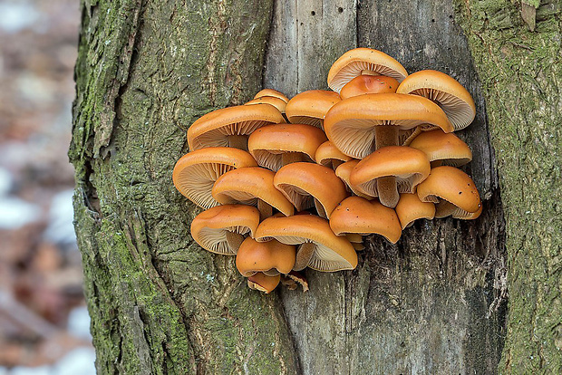 plamienka Flammulina sp.