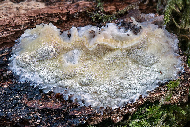 voskopórovček zelenkastý Gloeoporus pannocinctus (Romell) J. Erikss.