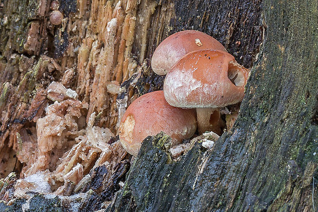 strapcovka tehlovočervená Hypholoma cf. sublateritium (Schaeff.) Quél.