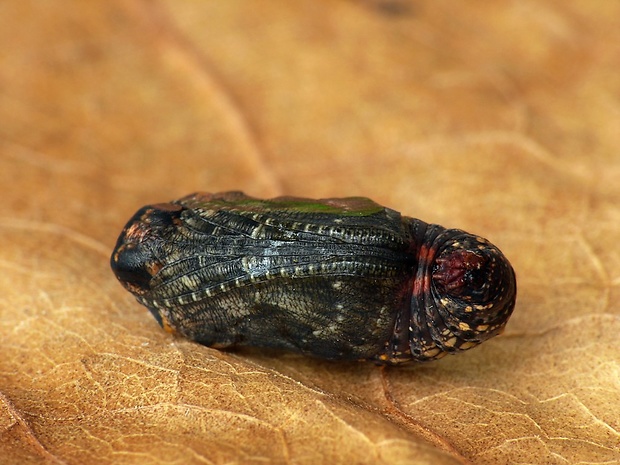 hnedáčik mriežkovaný (sk) / hnědásek kostkovaný (cz) Melitaea cinxia Linnaeus, 1758