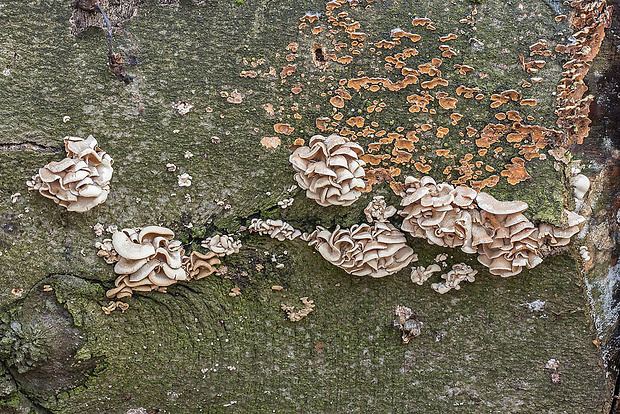 pňovka obyčajná Panellus stipticus (Bull.) P. Karst.