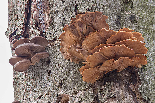 hliva ustricovitá Pleurotus ostreatus (Jacq.) P. Kumm.