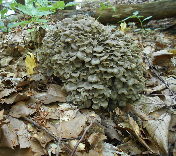 trúdnik klobúčkatý Polyporus umbellatus (Pers.) Fr.