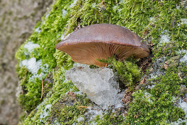 pňovka neskorá Sarcomyxa serotina (Pers.) P. Karst.