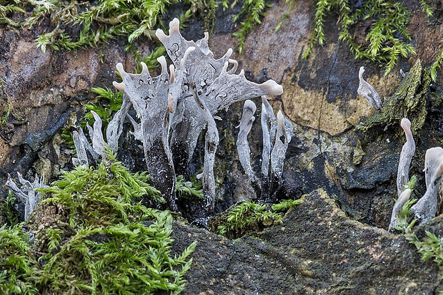 drevnatec parohatý Xylaria hypoxylon (L.) Grev.