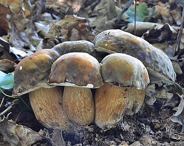 hríb bronzový Boletus aereus Bull. ex Fr.